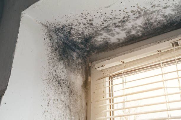 Affordable Attic Mold Remediation solutions in Montclair, VA